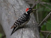 A10A0287Nuttalls_Woodpecker