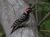 A10A0287Nuttalls_Woodpecker