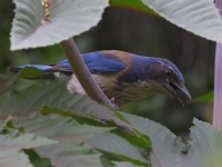 A10A0309California_Scrub_Jay