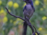 A10A0316California_Scrub_Jay