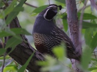 A10A0336California_Quail