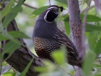 A10A0339California_Quail