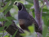 A10A0342California_Quail