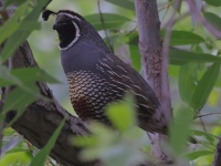 A10A0344California_Quail