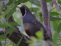 A10A0356California_Quail