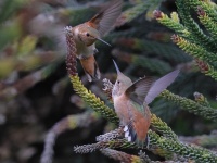 A10A0400Allens_Hummingbirds