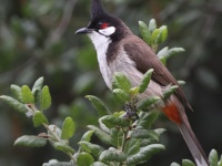 A10A0447Red-Whiskered_Bulbul