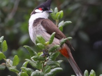 A10A0451Red-Whiskered_Bulbul