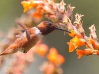 A10A0491Allens_Hummingbird