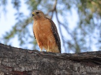 A10A0517Red-shouldered_Hawk
