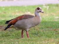 A10A0562Egyptian_Goose