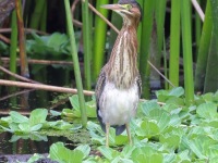 A10A0573Green_Heron