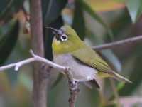 A10A0618Swinhoes_White-eye