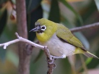 A10A0632Swinhoes_White-eye