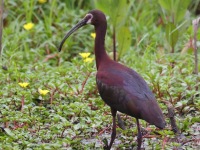 A10A0848White-faced_Ibis