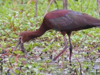 A10A0858White-faced_Ibis