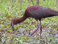 A10A0858White-faced_Ibis