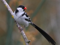 A10A0888Pin-tailed_Whydah