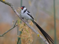 A10A0915Pin-tailed_Whydah