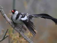 A10A0919Pin-tailed_Whydah