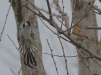 A10A0942Pin-tailed_Whydah