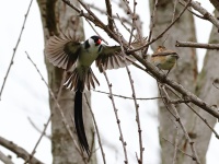 A10A0950Pin-tailed_Whydah