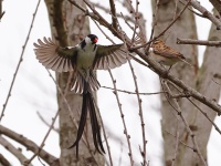 A10A0954Pin-tailed_Whydah