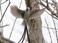 A10A0961Pin-tailed_Whydah