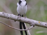 A10A0976Pin-tailed_Whydah