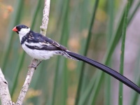A10A1003Pin-tailed_Whydah