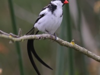 A10A1023Pin-tailed_Whydah