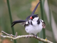 A10A1045Pin-tailed_Whydah