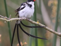 A10A1062Pin-tailed_Whydah