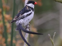 A10A1078Pin-tailed_Whydah