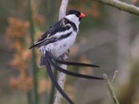 A10A1097Pin-tailed_Whydah