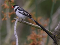 A10A1119Pin-tailed_Whydah