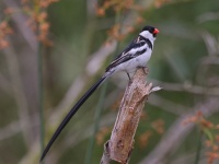 A10A1152Pin-tailed_Whydah