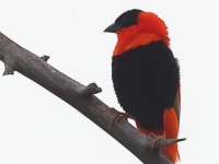 A10A1211Northern_Red_Bishop