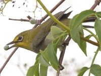 A10A1329Swinhoes_White-eye