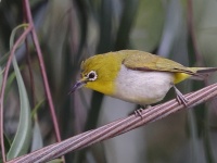 A10A1395Swinhoes_White-eye