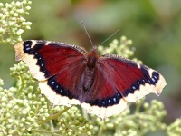 A10A1422Mourning_Cloak