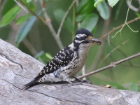 A10A1459Nuttalls_Woodpecker