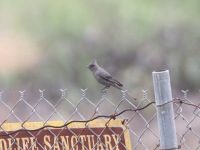 A10A1494Phainopepla_Female_Full_Frame