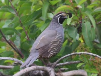 A10A1598California_Quail