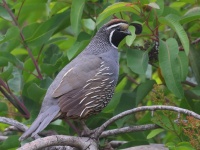 A10A1605California_Quail