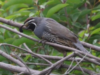 A10A1625California_Quail