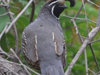 A10A1635California_Quail