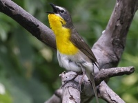A10A1687Yellow-Breasted_Chat