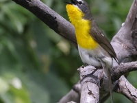 A10A1692Yellow-Breasted_Chat
