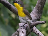 A10A1694Yellow-Breasted_Chat